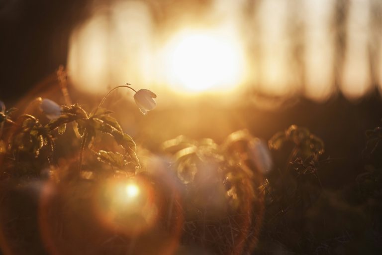 From Self-Compassion to Forgiveness